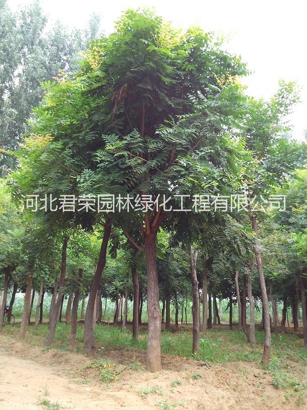 河北苗木基地*1-7公分北欒