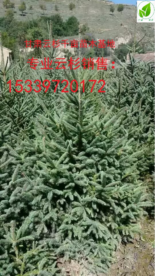 甘肅云杉，、云杉綠化樹(shù) ，云杉、1米2米3米甘肅云杉造林苗