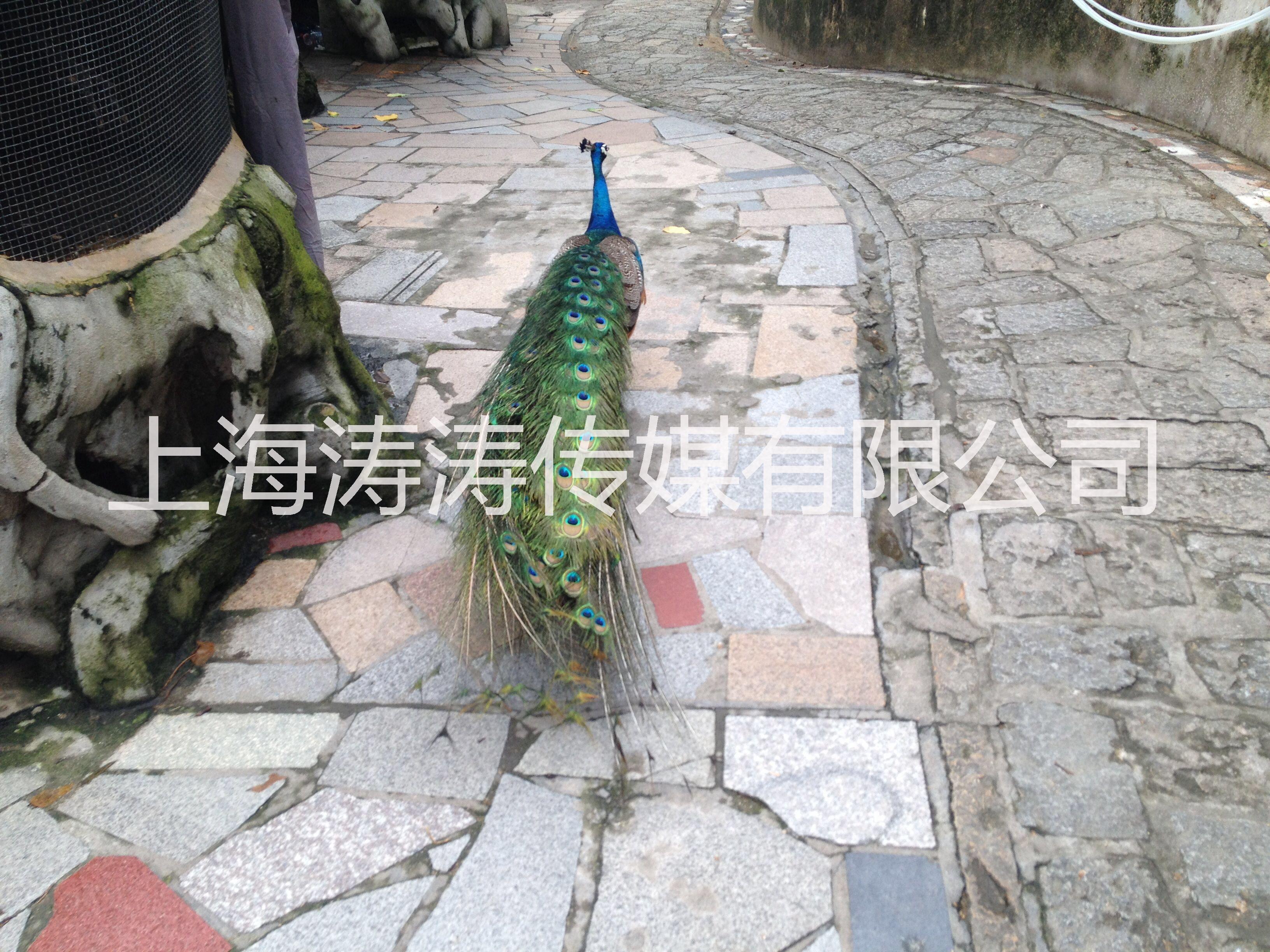 鸚鵡表演百鳥展活動(dòng)策劃布置高端百鳥園廠家