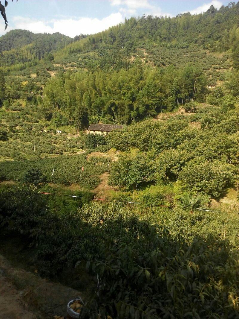 炎陵高山黃桃批發(fā)價(jià)格  炎陵黃桃多少錢(qián)一斤 炎陵高山黃桃供應(yīng)商