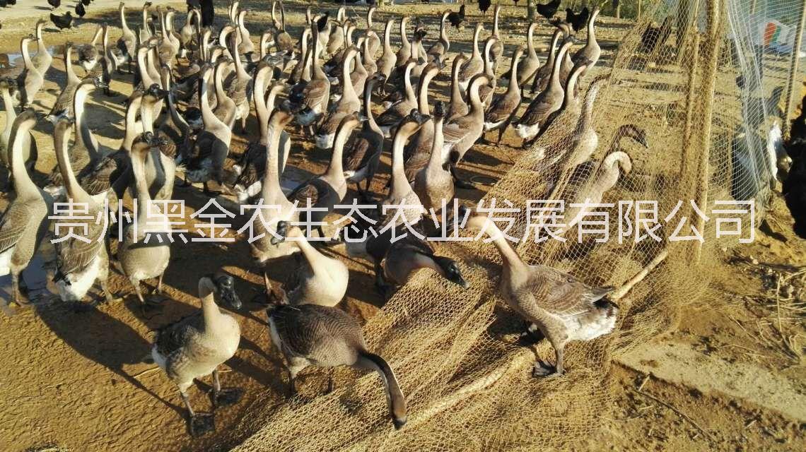 農(nóng)家生態(tài)散養(yǎng)放養(yǎng)土鵝 草鵝 笨鵝
