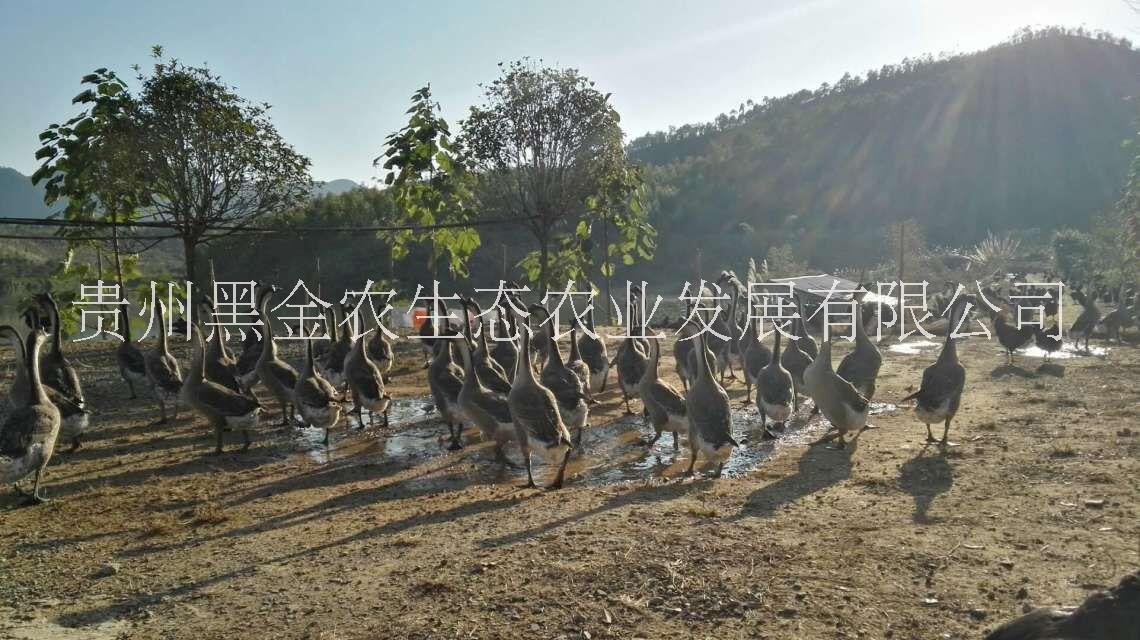 農(nóng)家生態(tài)散養(yǎng)放養(yǎng)土鵝 草鵝 笨鵝