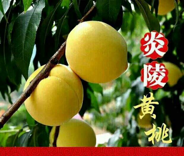 炎陵黃桃苗基地批發(fā) *炎陵黃桃苗廠家