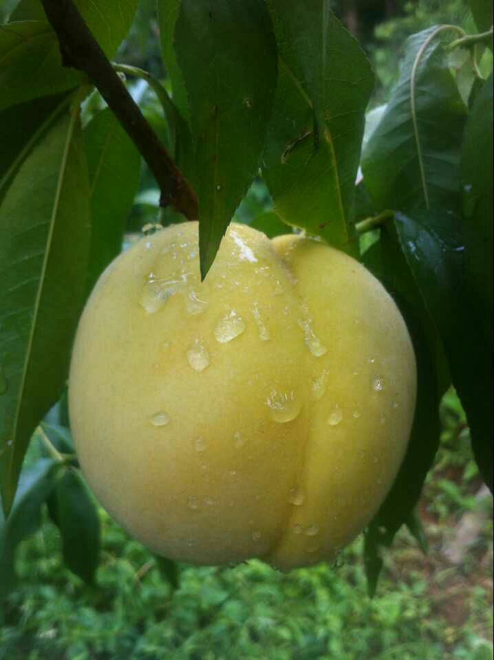 炎陵高山黃桃批發(fā)價(jià)格  炎陵黃桃多少錢(qián)一斤 炎陵高山黃桃供應(yīng)商