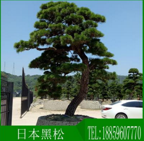 廠家大量批發(fā)別墅綠化工程用造型喬*品日本造型黑松產(chǎn)地福建漳州