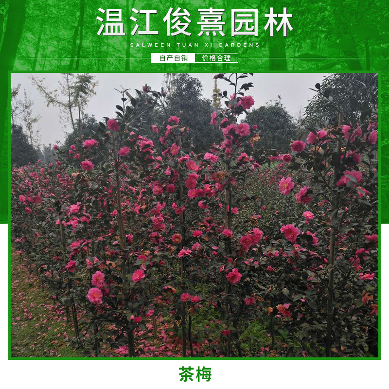 長期批發(fā)茶梅 茶梅苗 成都茶梅種植基地   四川茶梅種植基地