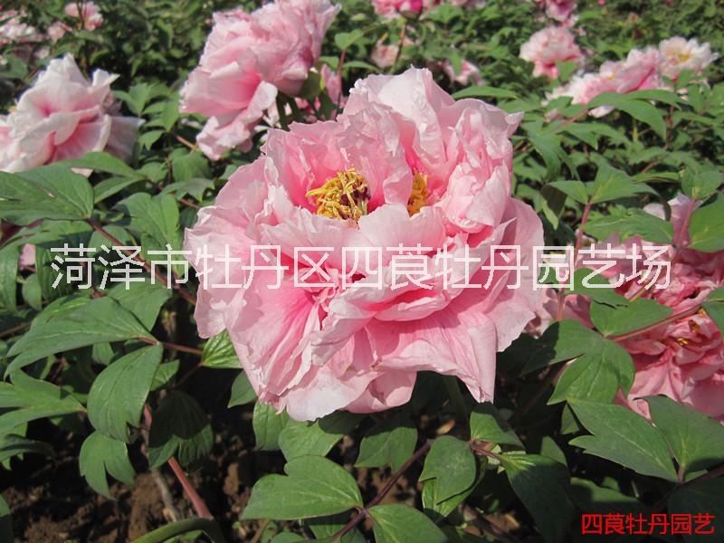 牡丹鮮切花 山東菏澤牡丹芍藥鮮切花基地