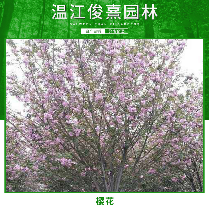 安徽高桿櫻花種植基地 高桿櫻花供應(yīng)電話 高桿櫻花栽培技術(shù)