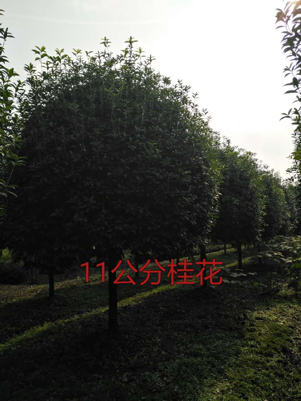 供應(yīng)四川桂花樹，成都桂花 桂花苗高桿桂花 低分枝桂花