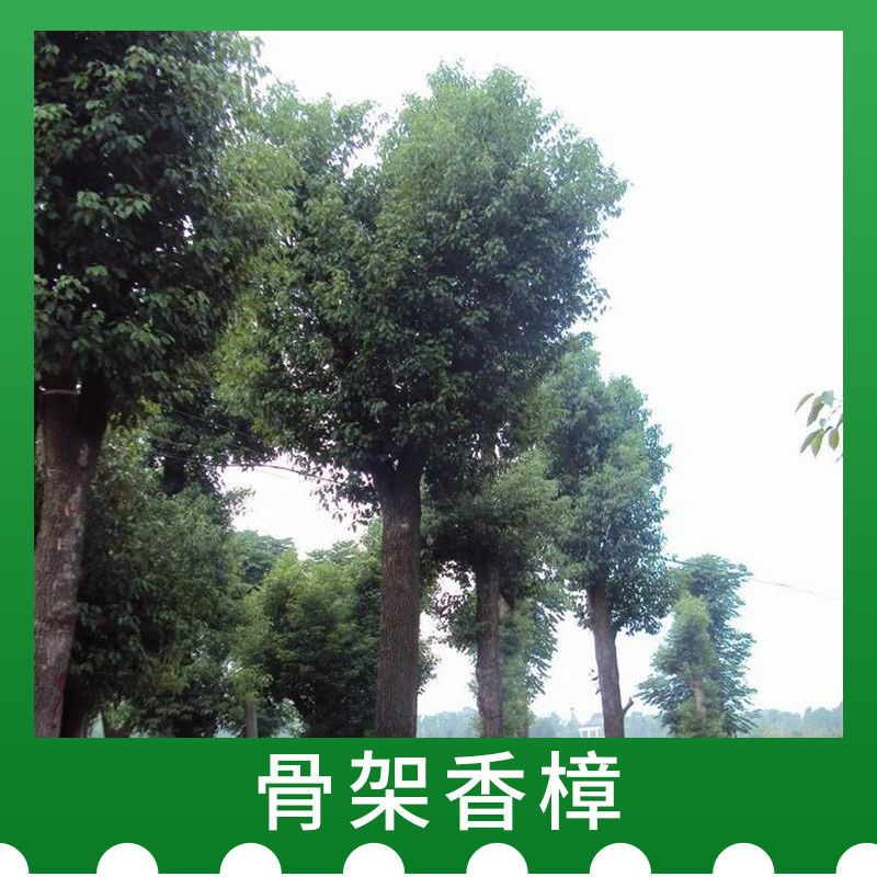 貴州骨架香樟價(jià)格，貴州骨架香樟種植，貴州骨架香樟批發(fā)商