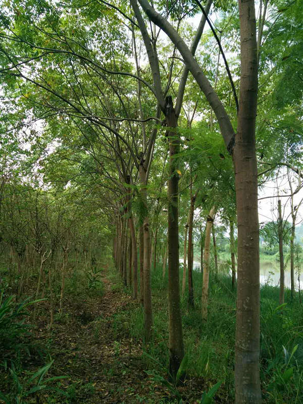 欒樹(shù) 成都欒樹(shù)價(jià)格四川欒樹(shù)產(chǎn)地 欒樹(shù)基地 崇德園林
