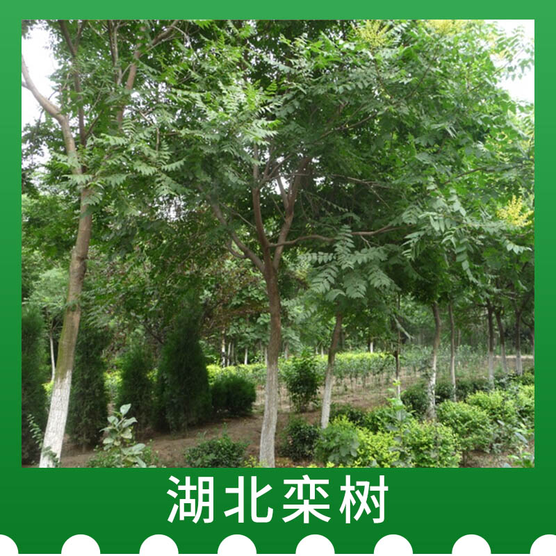 湖北欒樹價格，湖北欒樹種植，湖北欒樹批發(fā)商