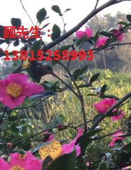 蘇州別墅綠化工程、造型樹景觀樹古樁基地、蘇州梅花樹、私家庭院景觀綠化