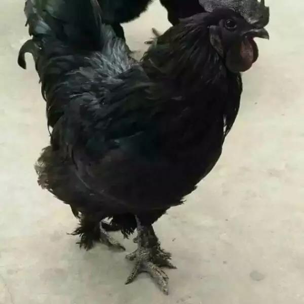 甘孜州藏香雞批發(fā)