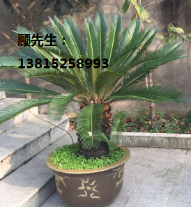 蘇州花木造型樹(shù)基地