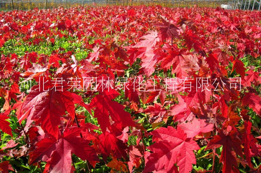 河北苗木基地供應(yīng)1-3公分 秋火焰