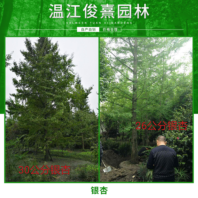 四川銀杏種植基地  成都銀杏樹批發(fā) 成都銀杏價格