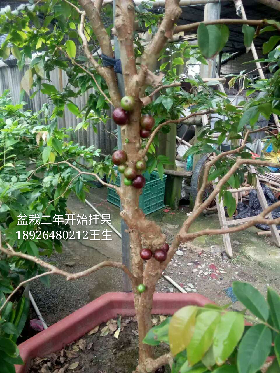 *品種四季嘉寶果苗