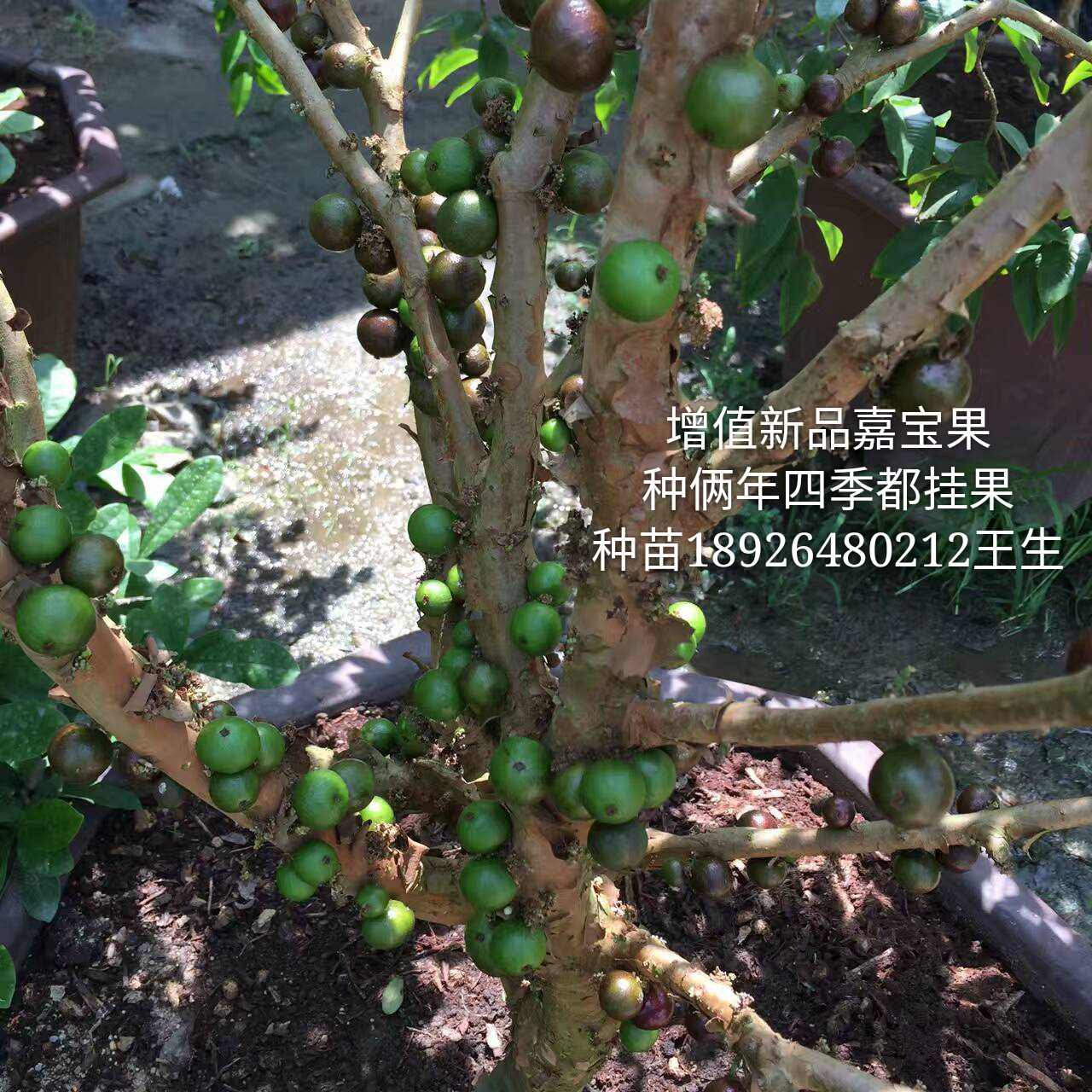 *品種四季嘉寶果苗