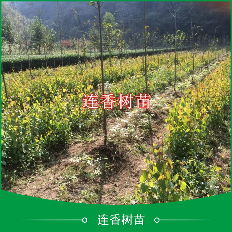 連香樹苗供應(yīng) 園林綠化觀賞樹種國家二級保護(hù)植物連香樹苗價格