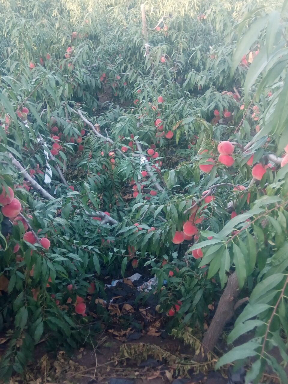 河南濤九紅桃樹苗批發(fā)價(jià)格，河南濤九紅桃樹苗種植基地