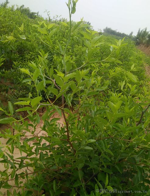 山西棗樹苗、山西嫁接棗樹苗