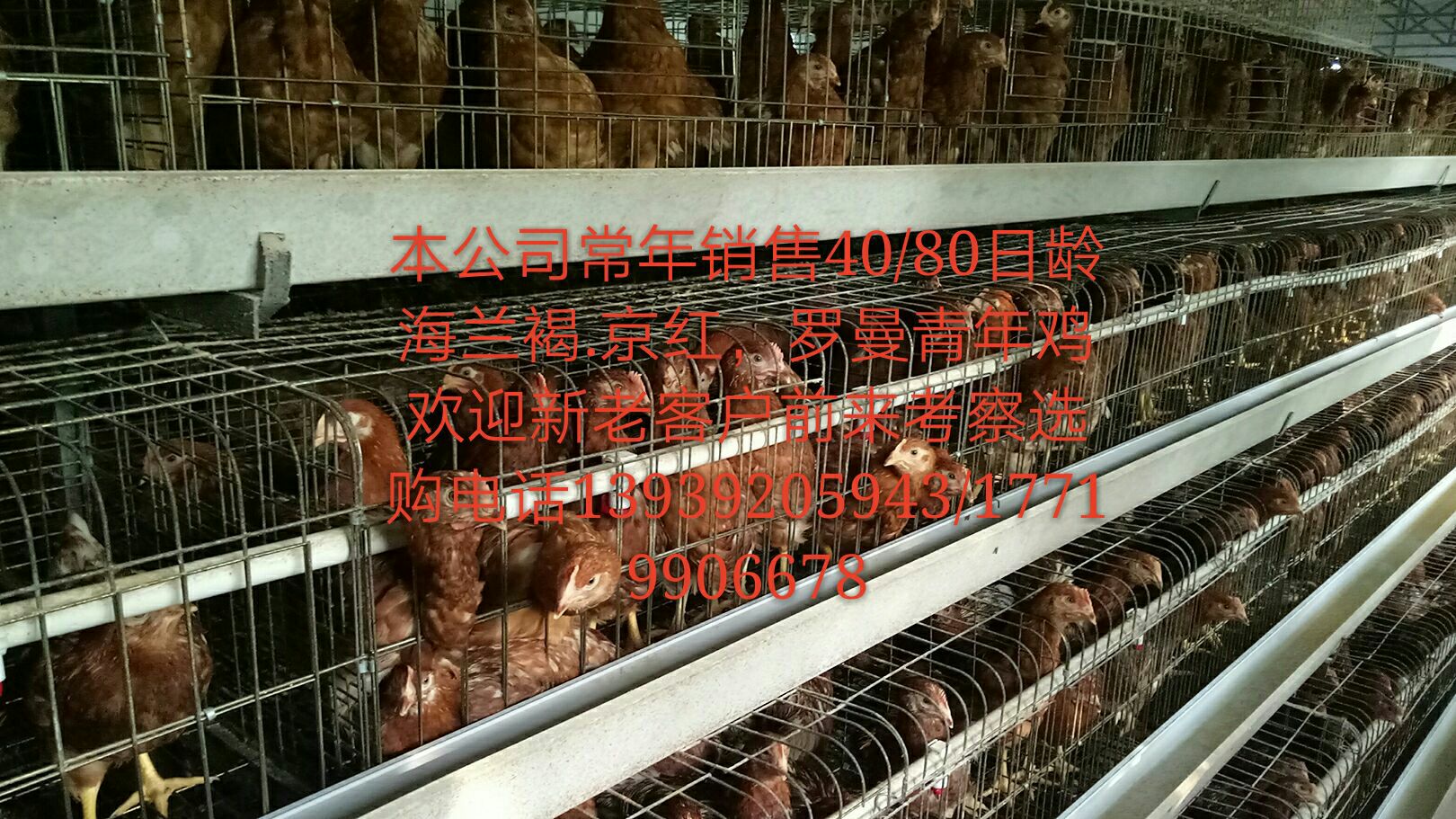 河南青年雞哪家好 價(jià)格實(shí)惠