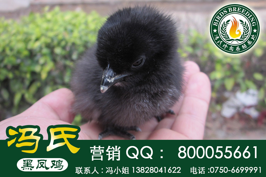 廣東黑鳳烏雞“麻羽、黑羽、紅冠”