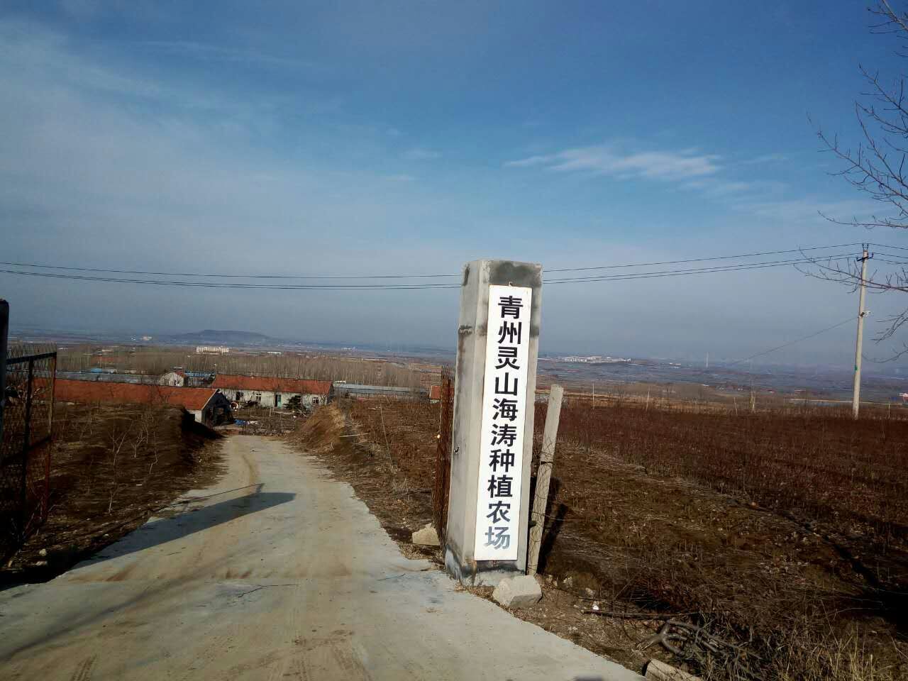 青州濤九紅桃樹苗批發(fā)價格，青州濤九紅桃樹苗種植基地