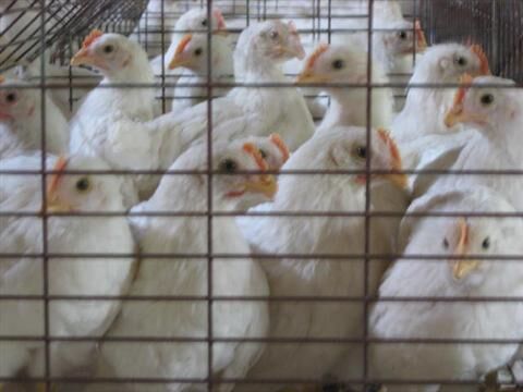 優(yōu)質(zhì)華裕 海蘭灰青年雞 海蘭灰蛋雞青年雞 海蘭褐蛋雞青年雞 優(yōu)質(zhì)海蘭褐蛋雞青年雞