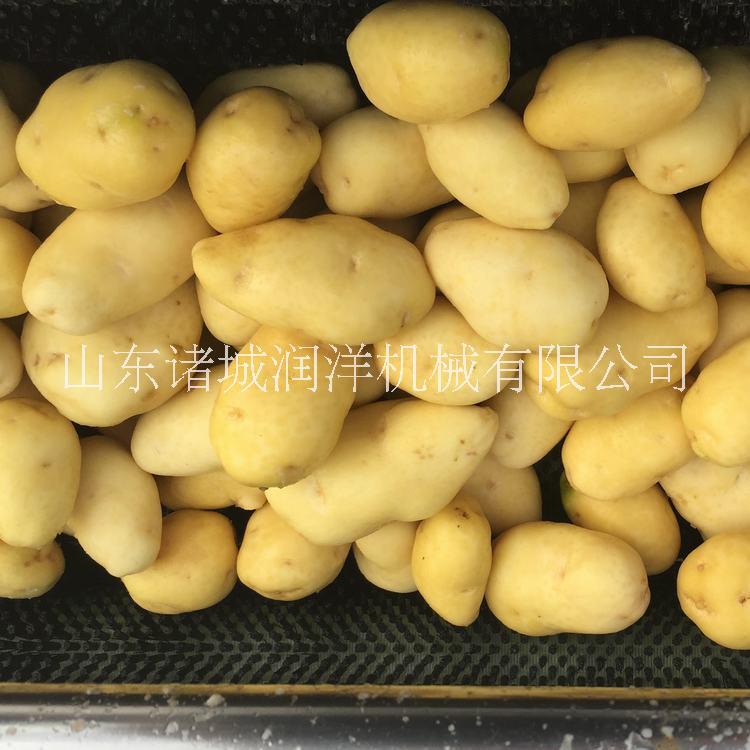 果蔬清洗去皮機(jī) 紅薯土豆去皮胡蘿卜山芋清洗機(jī)