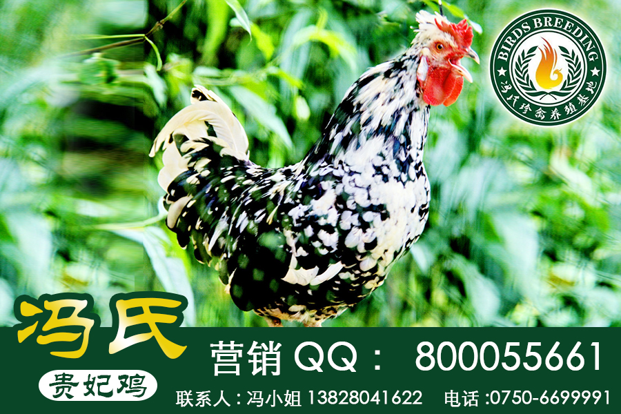 廣東貴妃雞價(jià)格\貴妃雞養(yǎng)殖