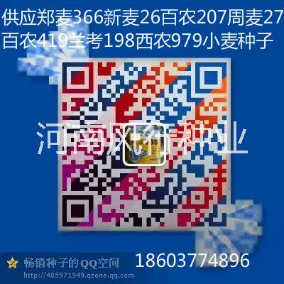 供應 泛麥8號小麥種子