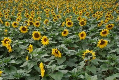 牙簽向日葵適應(yīng)什么土壤