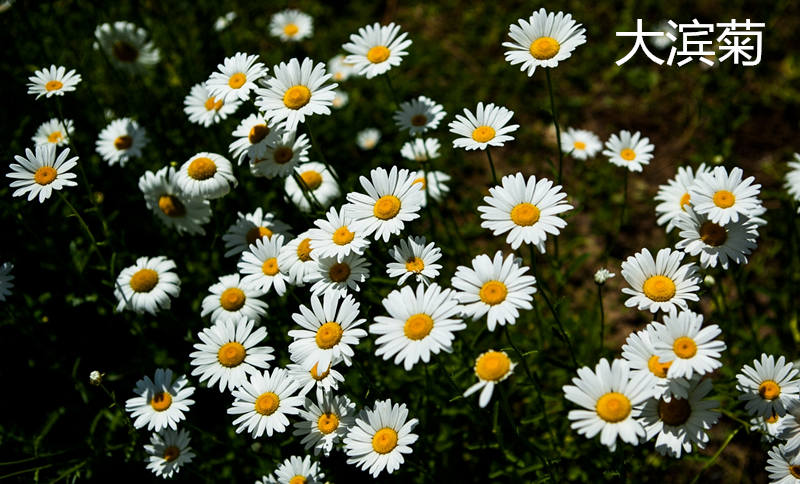 楚雄州虞美人.冰島的種子價格