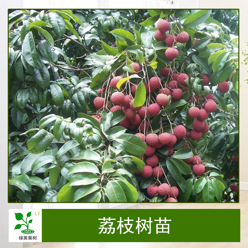 荔枝樹(shù)苗無(wú)核妃子笑嫁接果樹(shù)苗當(dāng)年結(jié)果基地直銷量大從優(yōu)