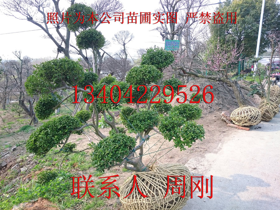 造型黃楊苗圃基地 蘇州庭院別墅景觀綠化 蘇州造型樹苗基地 景觀造型苗木
