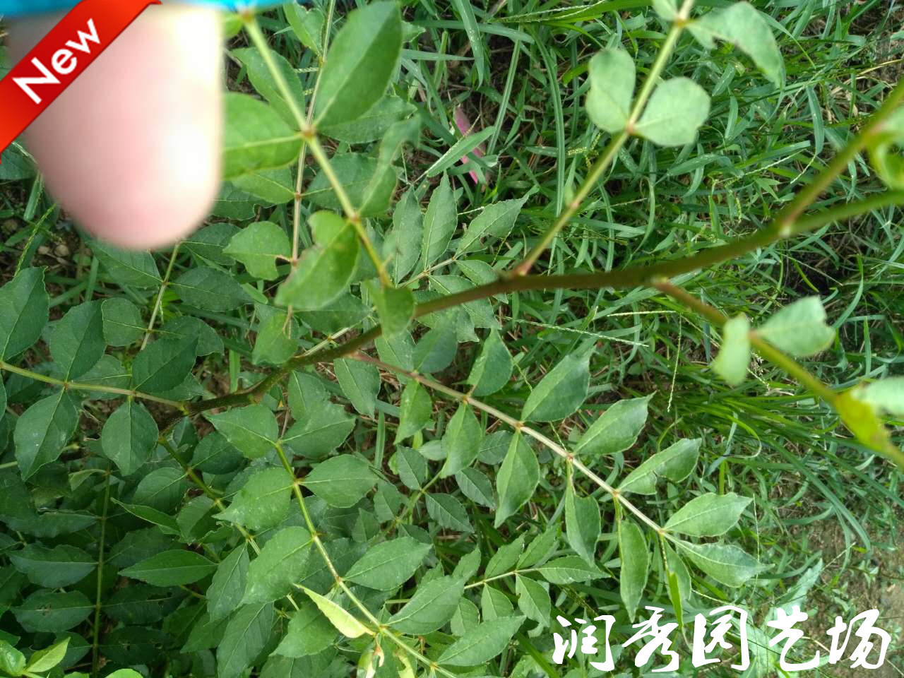 基地大量出售優(yōu)質(zhì)花椒苗，大紅袍花椒苗成活侓*格低