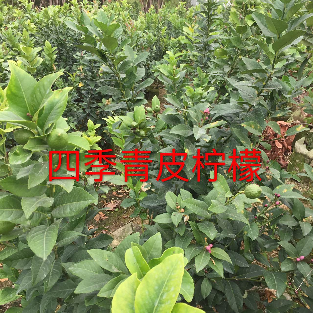 四季青皮檸檬苗供應(yīng)商 福建四季青皮檸檬苗 江西四季青皮檸檬苗