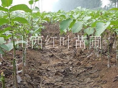 供應(yīng)絳縣核桃苗，山西核桃苗批發(fā)，山西核桃苗批發(fā)公司