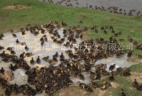 全國發(fā)貨 搞病性強(qiáng) 存活率高 綠頭*苗 公苗 母苗 混合苗