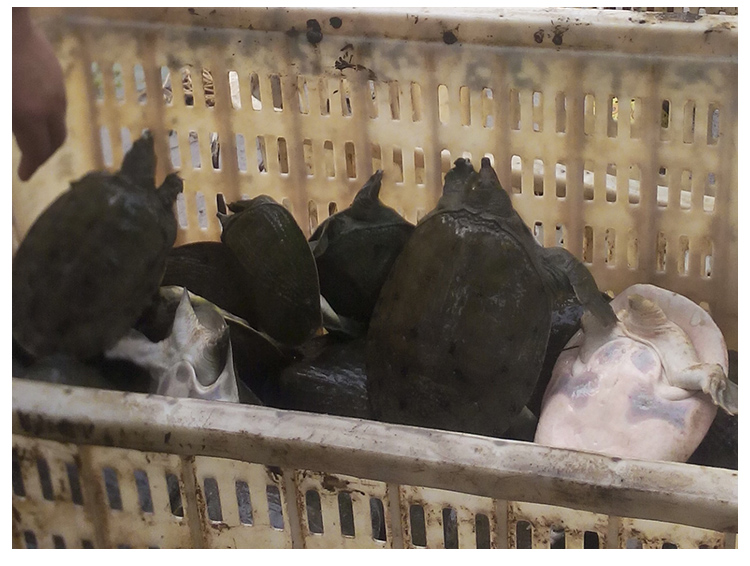 甲魚苗養(yǎng)殖場出售價格 安徽中華鱉甲魚苗