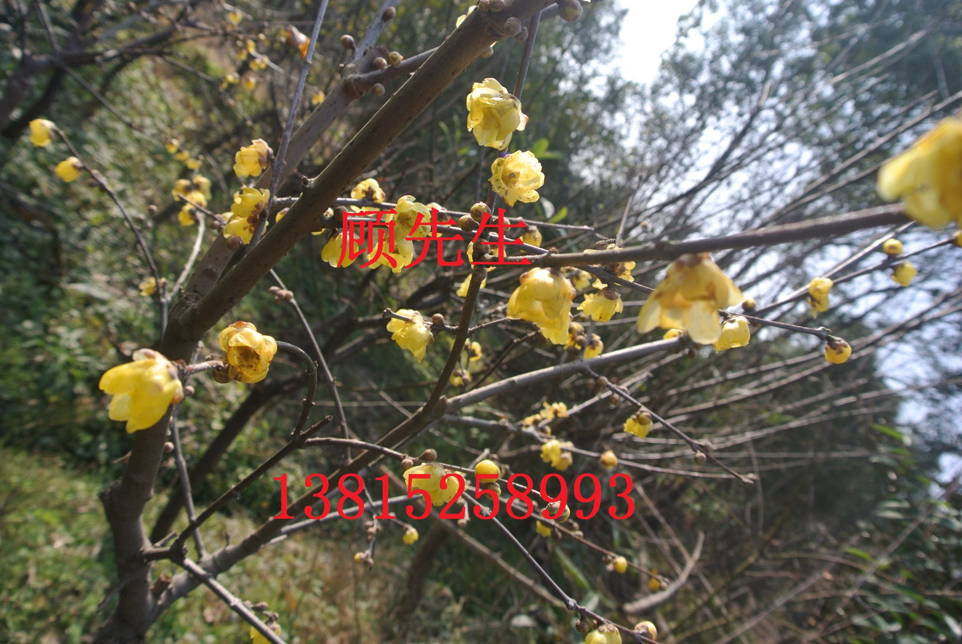 臘梅花樹、臘梅古樁、臘梅盆景、別墅綠化工程、蘇州光?；久缒臼袌?  title=
