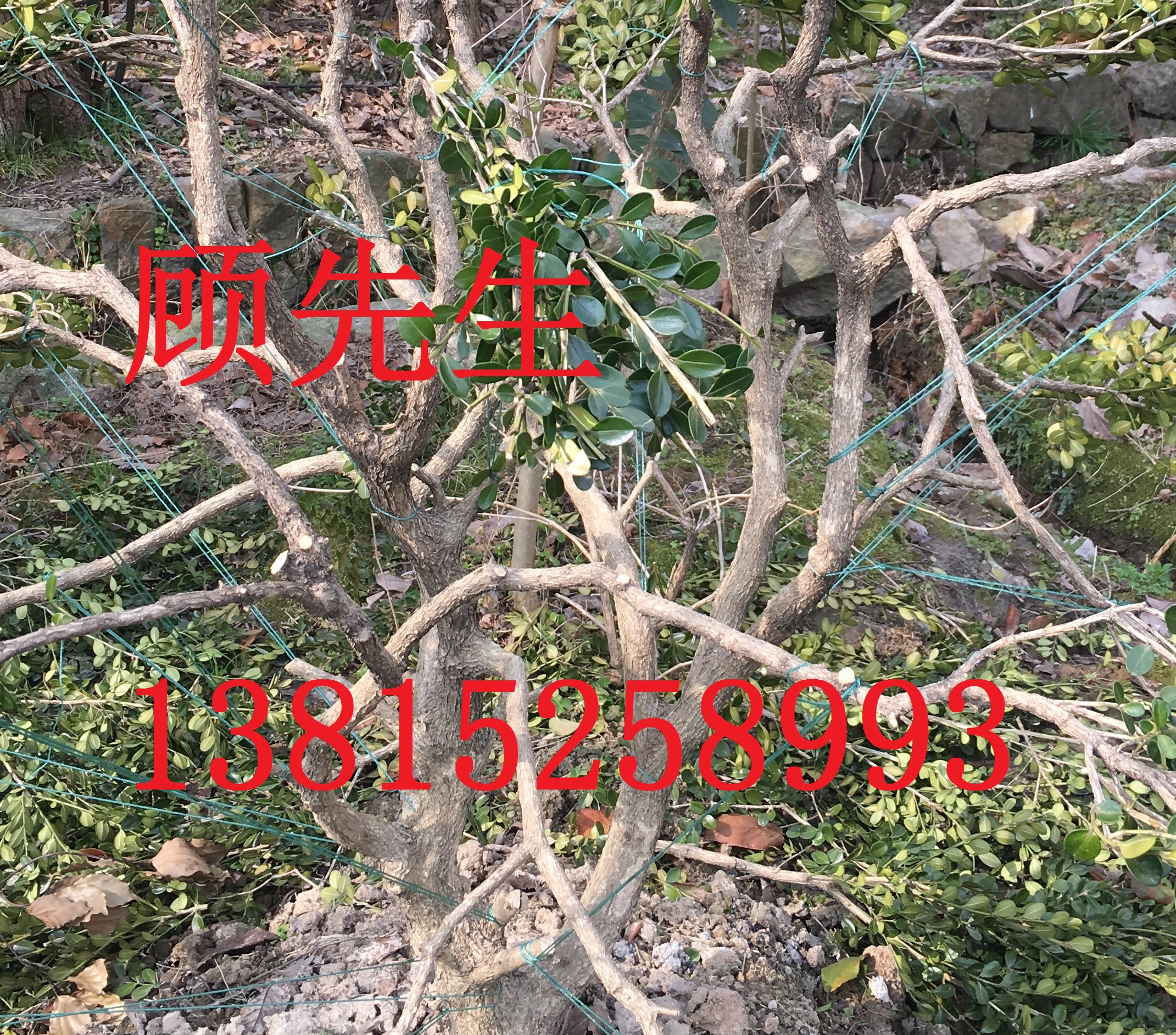 造型樹、造型龍柏、枸骨、女貞、鴻運果、蘇州苗木、光福苗圃、花木基地