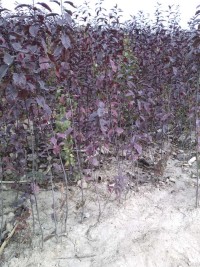 紫葉李價(jià)格，山西紫葉李種植園，山西紅葉李報(bào)價(jià)，山西紫葉李批發(fā)