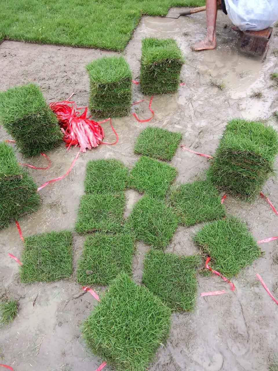 廣西草皮|南寧草皮|賓陽草皮|南寧草場 廣西草坪