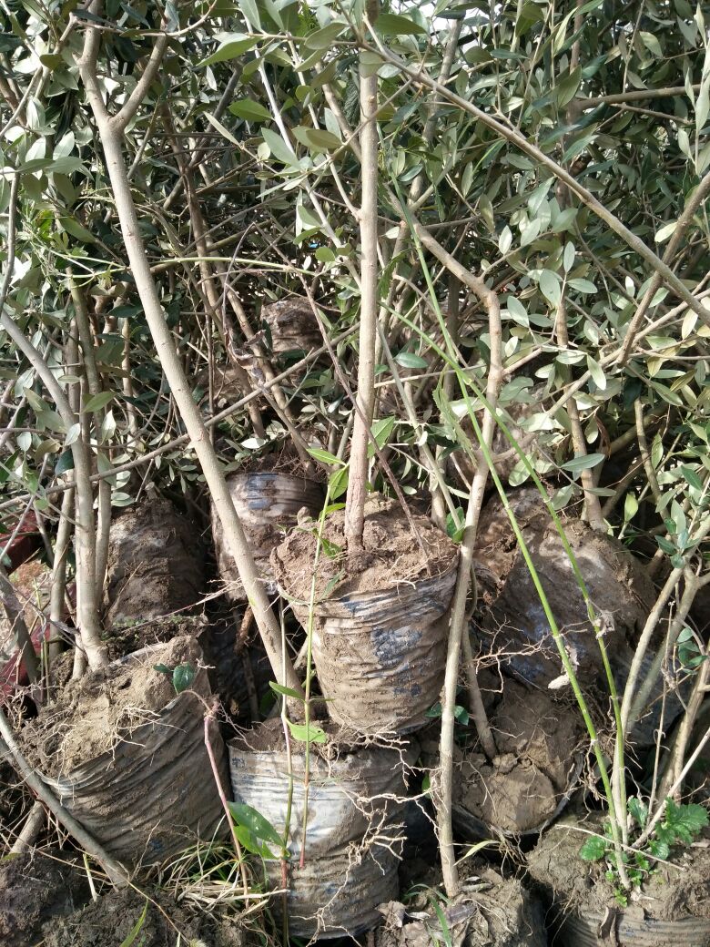 隴南油橄欖育苗基地