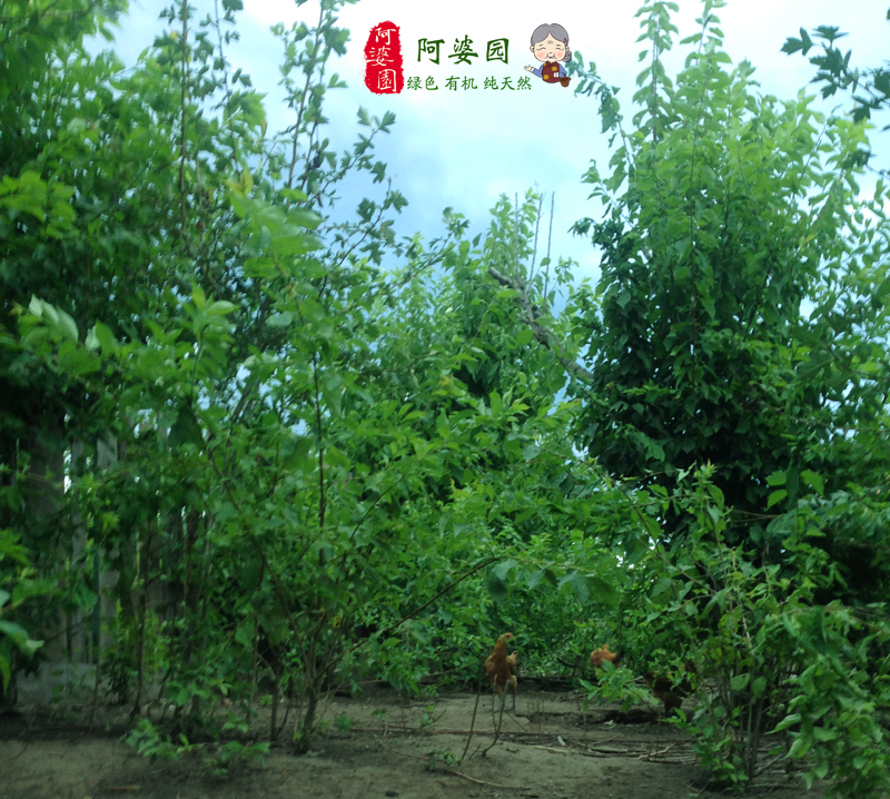 森林雞跑山雞銷售