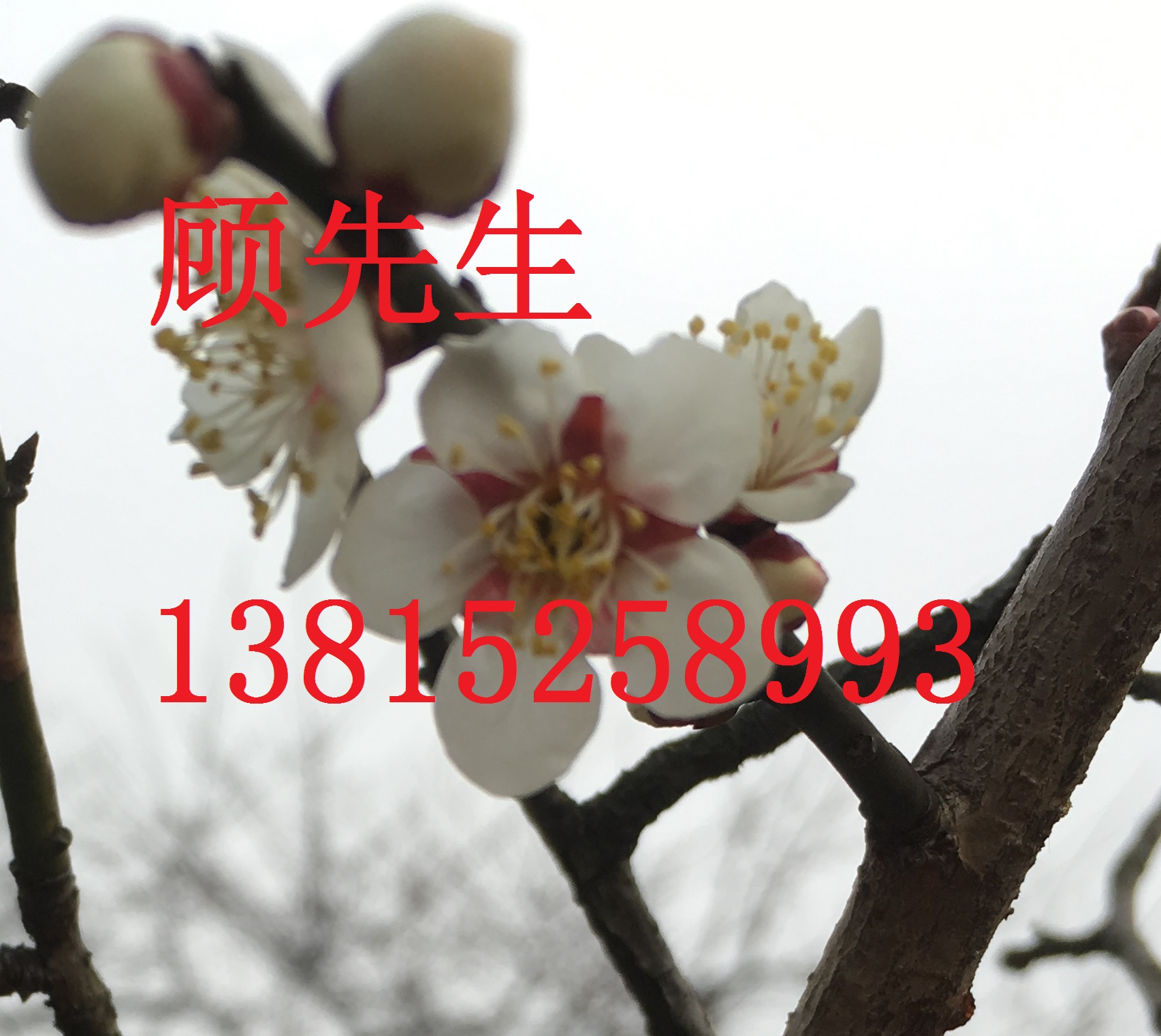 蘇州別墅景觀設(shè)計(jì)、蘇州庭院施工、蘇州景觀綠化工程公司、蘇州造型樹古樁批發(fā)