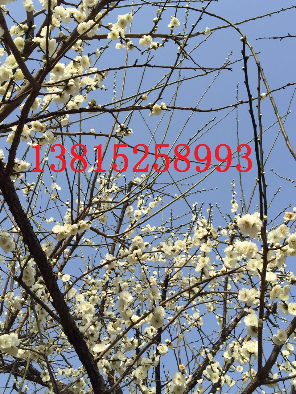蘇州梅花樹(shù)樁、庭院景觀設(shè)計(jì)、蘇州梅花苗圃、蘇州市綠化苗木、光福香雪梅花園